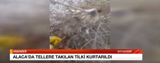Çorum Alaca'da  Tilkiyi İşçiler kurtardı 