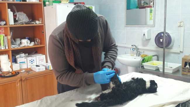 Çorum’da 4 ayağı kesilmiş kedi bulundu  