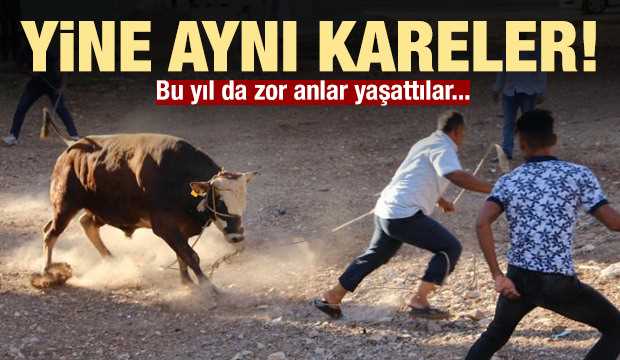 Çorum'da Kaçan boğalar sahiplerine zor anlar yaşattı