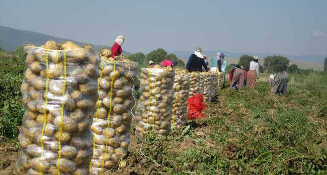 Çorum'da patates hasadı başladı