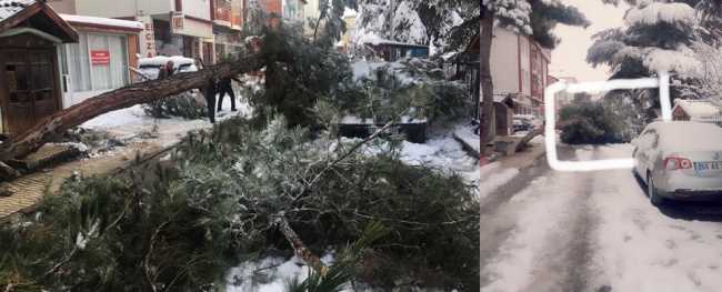 Çorum'da Yoğun Kar yağışı ağacı kökünden söktü  