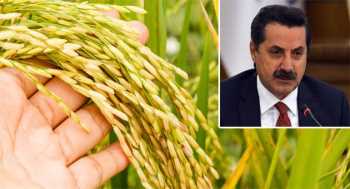 BAKAN ÇELİK OSMANCIK PİRİNCİNİN FİYATINI AÇIKLADI