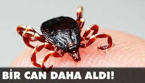 Çorum'da Kene yine Can aldı   