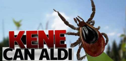 Çorum'da keneden İki kişi hayatını kaybetti 