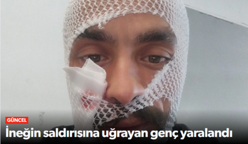 İnek sahibini boynuzladı!
