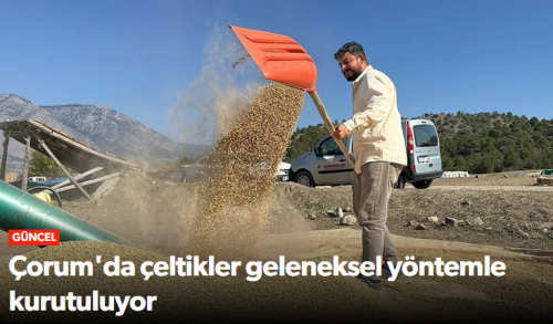  Kargı ilçesinde çiftçiler çeltiği geleneksel yöntemle kurutuyor