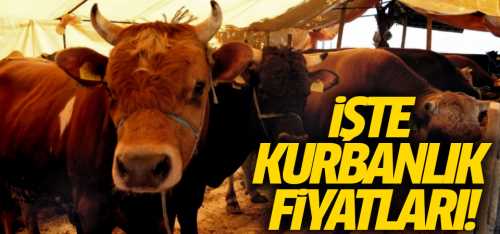 Kurbanlık fiyatları belli oldu