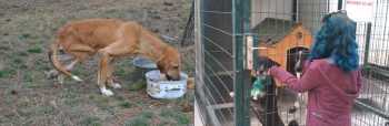 SOKAK KÖPEĞİNE YÜRÜTEÇ YAPILDI