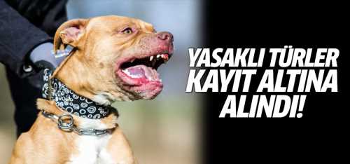 Yasaklı ırk köpek kayıt altına alındı