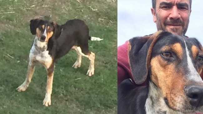 Av Köpeğini çaldılar