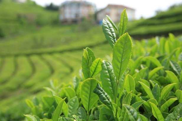 BU ÇAY TAVŞAN KANI DEĞİL KİLOSU 4 BİN 500 LİRA