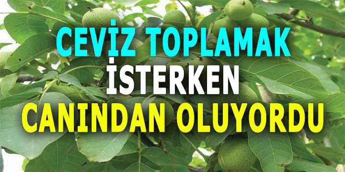Ceviz Toplamak İsterken Canından Oluyordu