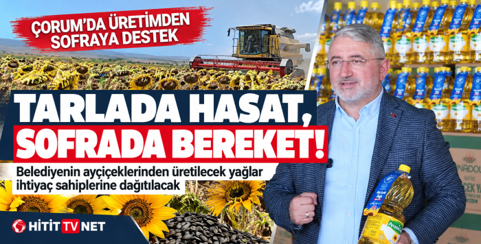 Çorum Belediyesi Ayçiçeği Hasadını Tamamladı 
