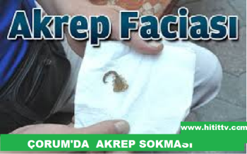 ÇORUM'DA AKREP VAKASI