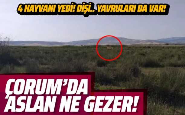Çorum'da aslan paniği!