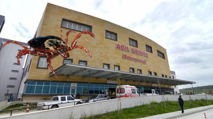 Çorum'da Kene Ölümü Korkutuyor!