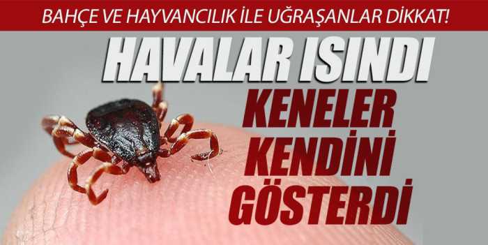Çorum'da keneden İki kişi hayatını kaybetti 