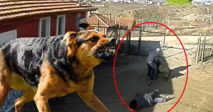 Çorum’da Rottweiler Dehşeti Üç Kişi Yaralandı!