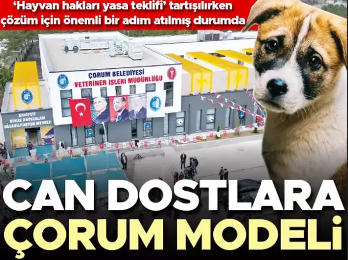Çorum Sahipsiz Sokak Hayvanları Birliği kurdu!