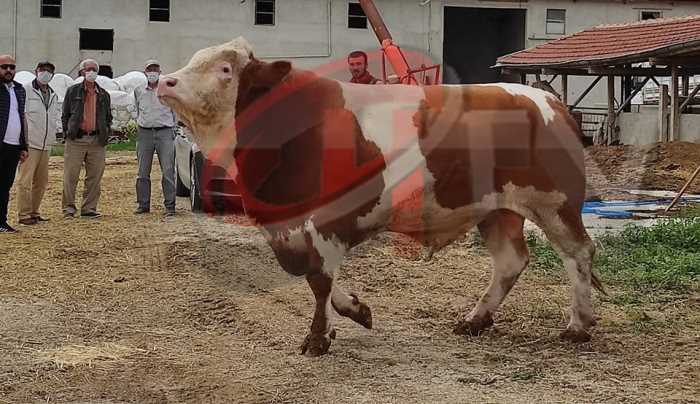 Dev Kurbanlık Buğra görenleri şaşırtıyor!
