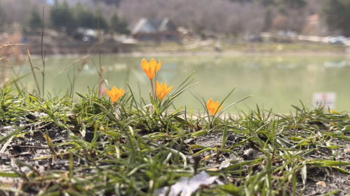 Laçin Yeşil Göl Menekşe ve Çiğdemlerle Görsel Şölen Sunuyor