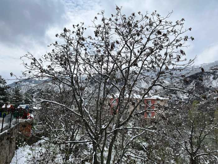 Oğuzlar Cevizini Don Vurdu!