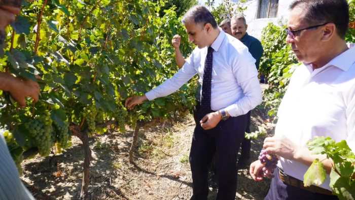 Osmancık Karası Üzümü Tarihten Gelen Lezzet Artık Kayıtlarda!