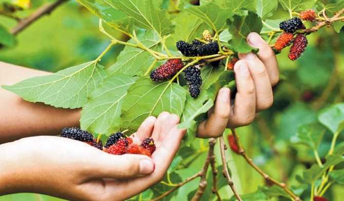 Süne mücadelesine dut ağacı
