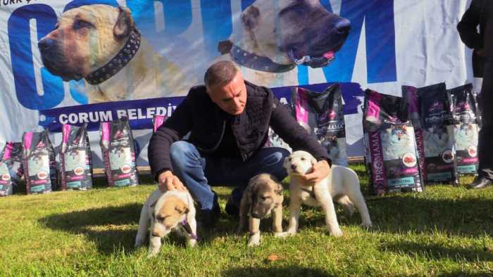 Türk çoban köpeği ırkları Çorum'da Yarıştı 
