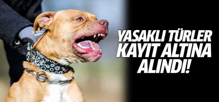 Yasaklı ırk köpek kayıt altına alındı
