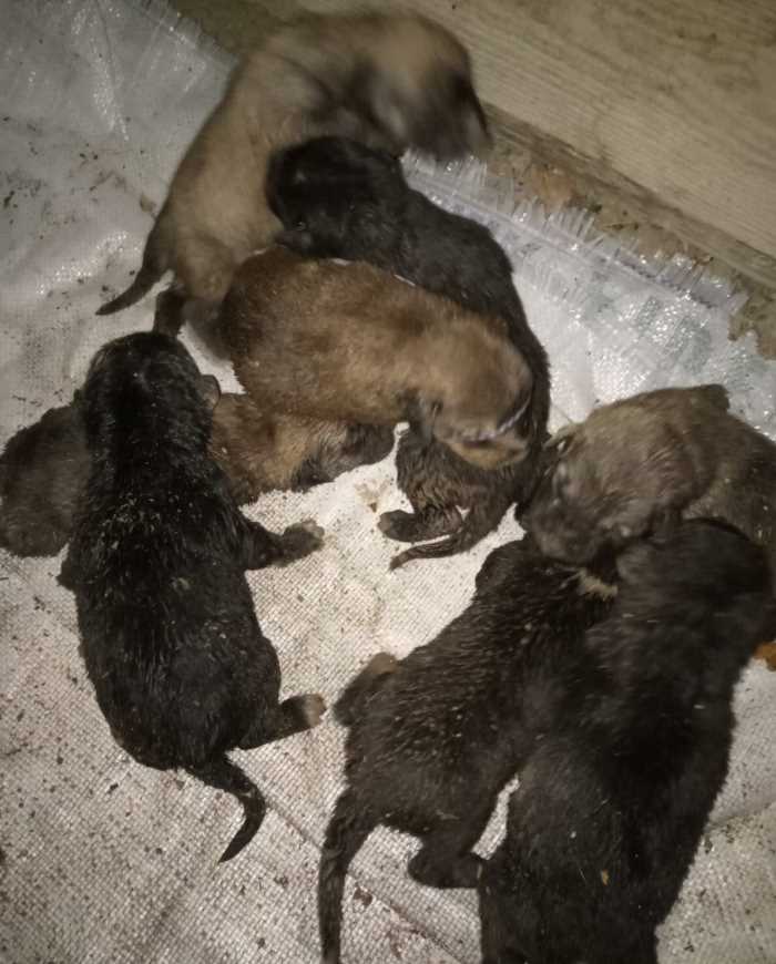 Yavru Köpekleri alevlerin arasından aldılar