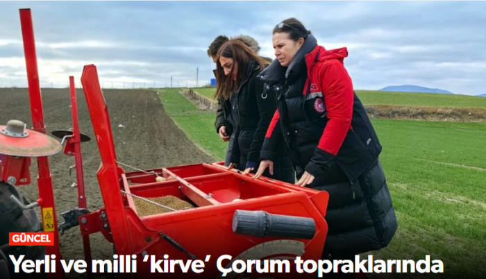 Yerli ve Milli Buğday Çeşidi “Kirve” Çorum’da Ekildi!