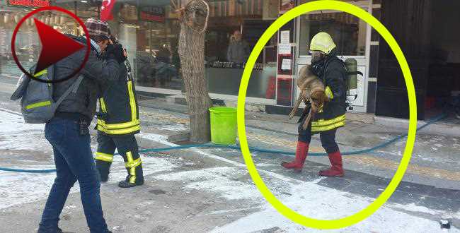 Zehirlenen köpeği hayata döndürmek için seferber oldular
