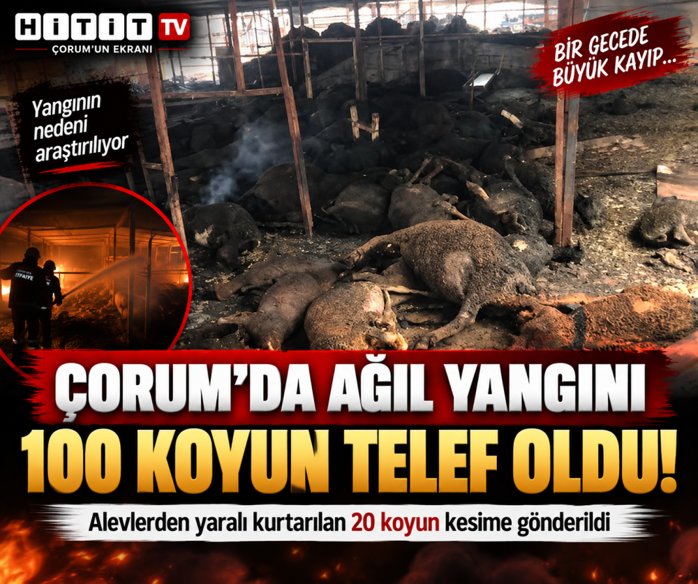 Çorum’da Ağılda Büyük Yangın 100 Koyun Telef …